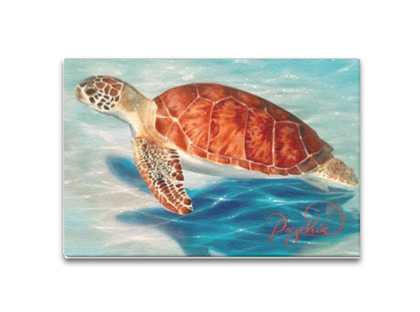 Caribbean Sea Turtle Canvas Print 4"x6"