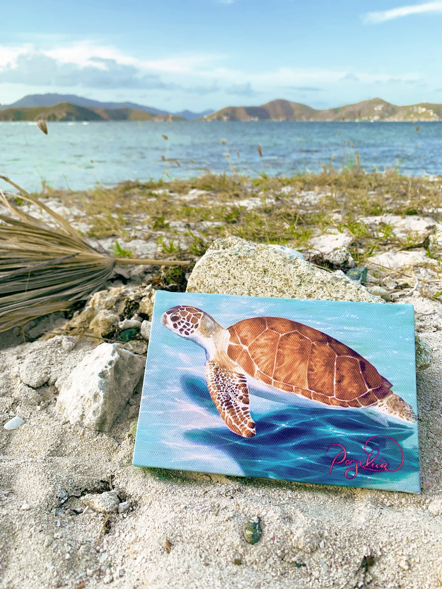 Caribbean Sea Turtle Canvas Print 4"x6"