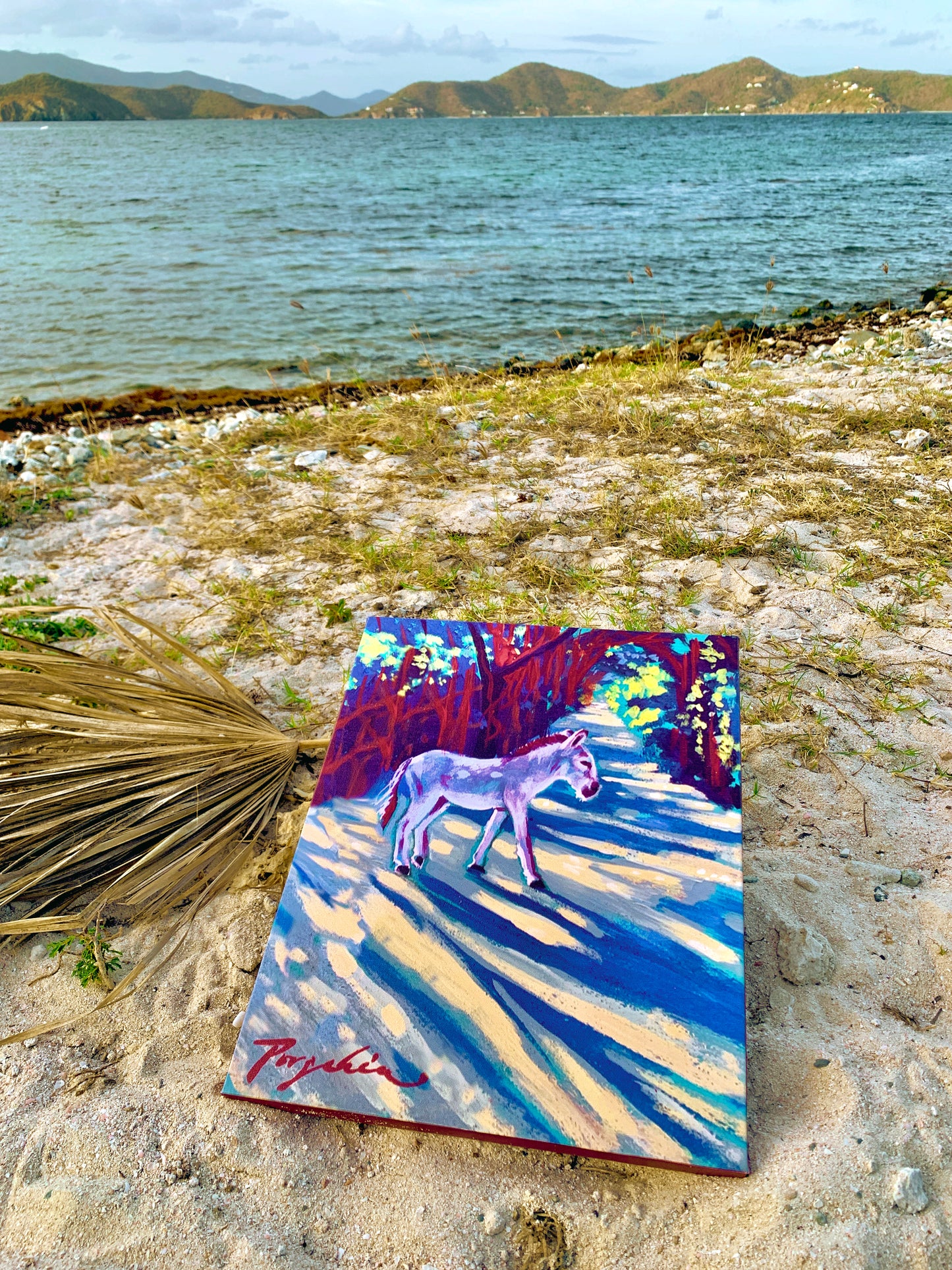 Caribbean Donkey Canvas Print 11"x14"